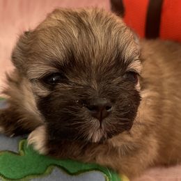 Pomeranians from Lilikoi Poms
