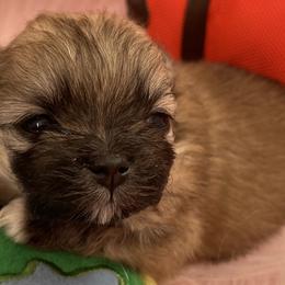 Pomeranians from Lilikoi Poms