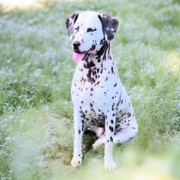 Hazel - Dalmatian