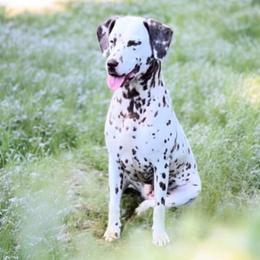 Hazel - Dalmatian