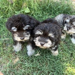Miniature Schnauzer Puppies from Mini Beard Buster Kennel
