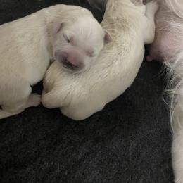 Golden Retriever Puppies from MC Goldens