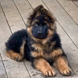 German Shepherd Puppies from vom Glock