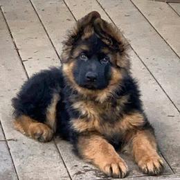 German Shepherd Puppies from vom Glock