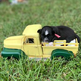 Hot pink collar- Hope - Black and white female Shorkie puppy in Mays Landing, New Jersey from Fancy Paws Shorkies & Shih Tzus