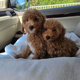 Zuko - Red  male Poodle puppy in Washington from Mt.BakerPoodles&Doodles