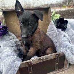 Tanz - Fawn sable male Belgian Malinois puppy in Chino, California from BlueStone K9