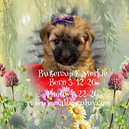 Buttercup F Morkie - Black & tan tri-color female Morkie puppy in Silverhill, Alabama from Malteseuluv’s Tiny Treasurers