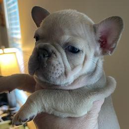 Tara - Blue tri-color female Bulldog puppy in Seneca, South Carolina from Burrell’s Bulldog Kingdom