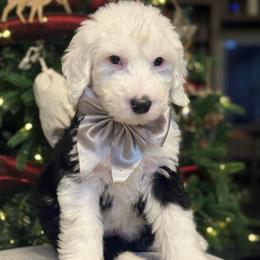Yellow collar female - Black and white female Sheepadoodle puppy in Mesa, Arizona from Desert Sheepies and Doodles