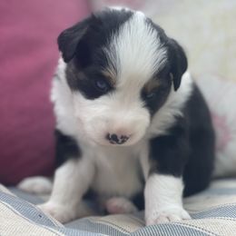 Butterfinger - Black tri-color Australian Shepherd puppy in Martha’s Vineyard, Massachusetts from Cranberry Hill Aussies