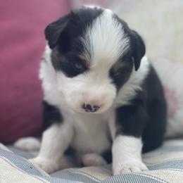 Butterfinger - Black tri-color Australian Shepherd puppy in Martha’s Vineyard, Massachusetts from Cranberry Hill Aussies