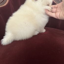 Pomeranian Puppies from A Sample Of Gods Love Kennels
