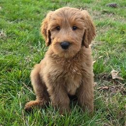 Lucas - Red  male Goldendoodle puppy in Georgetown, Tennessee from Georgetown Designer & Purebred Puppies