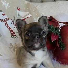 Goldie - Fawn female French Bulldog puppy in Raymore, Missouri from Michelle Thompson