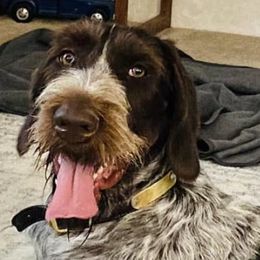German Wirehaired Pointers from Shurcan
