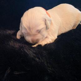 Tigger ( orange boy) - Light golden male Golden Retriever puppy in Clarksville, Tennessee from 255 Goldens