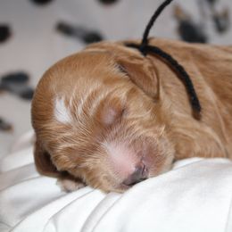 Boy 1 - Goldendoodle puppy in Kingwood, Texas from Prime Doodles