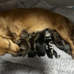 Dachshund puppies from Dashing Doxie’s