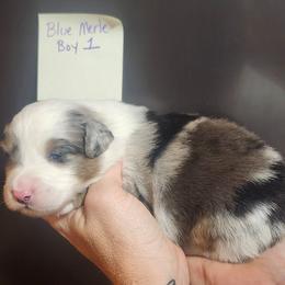 Boy 1 - Blue merle male Miniature Australian Shepherd puppy in Hampton, Tennessee from TC Farms Stock Dogs - Miniature Australian Shepherds