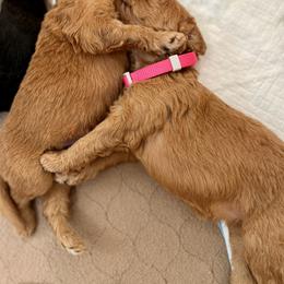 Australian Labradoodle Puppies from Forever Friends Labradoodles