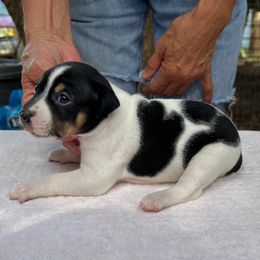 Maze - White black and tan female Rat Terrier puppy in Gonzales, Texas from Sunshine Deckers