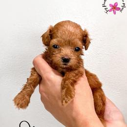 Olive - Red male Maltipoo puppy in Kula, Hawaii from Toy Poodle & Maltipoo Maui
