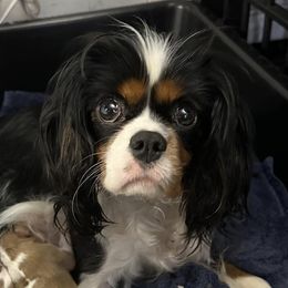 Cavalier King Charles Spaniels from Brugere Cavaliers