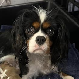 Cavalier King Charles Spaniels from Brugere Cavaliers