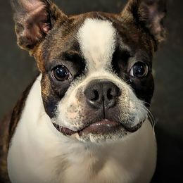 Alucard - Boston Terrier