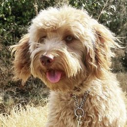 Presley  - Goldendoodle