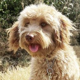 Presley  - Goldendoodle