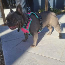 Luna - French Bulldog