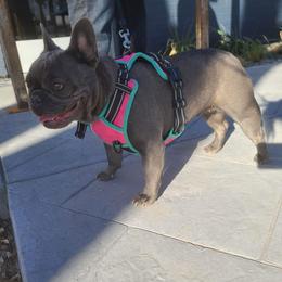 Luna - French Bulldog