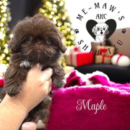 Maple - Liver and white female Shih Tzu puppy in Hanford, California from MeMaw Shih Tzus