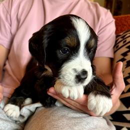 Foxy - Tri-color female Bernedoodle puppy in Ferguson, North Carolina from Elevated Standards NC