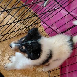Snow King - White male Collie puppy in St Stephens, Wyoming from Desert Kennels