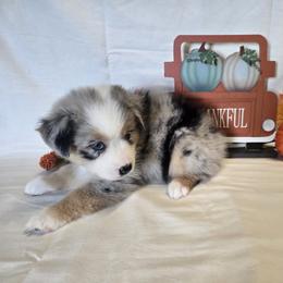 Girl 1 - Blue merle female Australian Shepherd puppy in Lakeland, Florida from Diamond P Australian Shepherds
