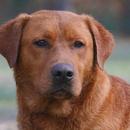 Labrador Retriever puppies from Whiteduck Mountain Kennel AKC Australian Cattle Dogs and AKC Fox Red Labrador Retrievers