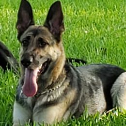 Athena - German Shepherd