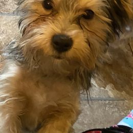 Shihpoo and Shih Tzu All Grown Up from Oodles of Poodles & Doodles