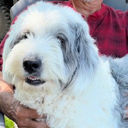 Daily - Old English Sheepdog