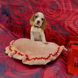 Black Collar-Toast - Red and white male Beagle puppy in Las Vegas, Nevada from Hound Kings