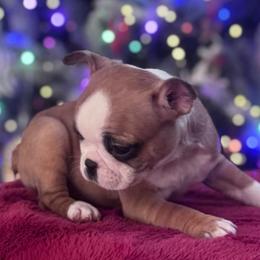 Kate - Seal and white female Boston Terrier puppy in North Carolina from H & H Boston Terriers