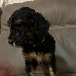 Phantom Boy 2 - Phantom male Poodle puppy in Jesup, Georgia from Altamaha Mud Poodles LLC.
