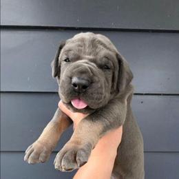 RICK tan or brindle point red - Blue male Great Dane puppy in Port Clinton, Ohio from LakeSide Danes