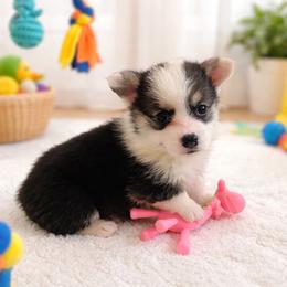 Minnie - Black and tan female Pembroke Welsh Corgi puppy in Griffin, Georgia from Rollnoaks & Cottontail AKC Pembroke Welsh Corgis