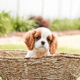 Cavalier King Charles Spaniel Puppies from Cavalier & Co.