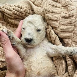 Gracie - Cream female Poodle puppy in Calimesa, California from Coriander Pups