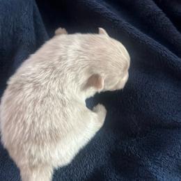 Boy 2 - Lavender male Pomeranian puppy in Brentwood, California from Royalpawpoms